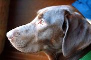 Foton’s Dog